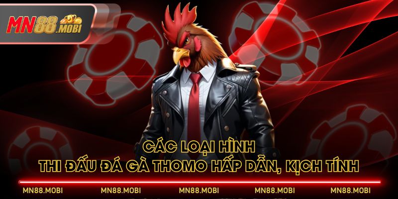 Các loại hình thi đấu đá gà Thomo hấp dẫn, kịch tính Các loại hình thi đấu đá gà Thomo hấp dẫn, kịch tính