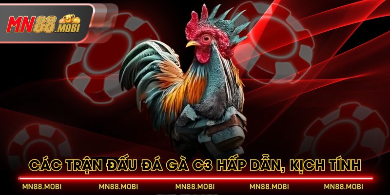 Các trận đấu đá gà C3 hấp dẫn, kịch tính