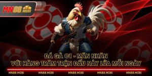 Đá Gà C1