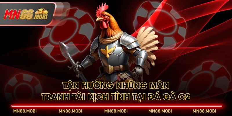 Tận hưởng những màn tranh tài kịch tính tại đá gà C2 Tận hưởng những màn tranh tài kịch tính tại đá gà C2